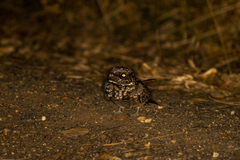 Phalaenoptilus nuttallii