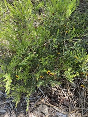Bossiaea eriocarpa