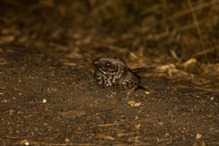 Phalaenoptilus nuttallii