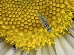 Meromyza