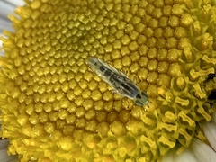 Meromyza