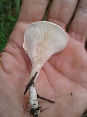 Clitopilus cystidiatus