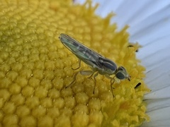 Meromyza