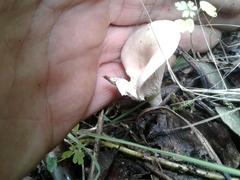 Clitopilus cystidiatus