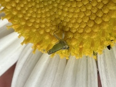 Meromyza