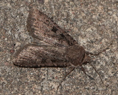 Euxoa tessellata