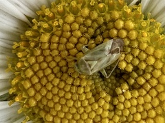 Taylorilygus apicalis