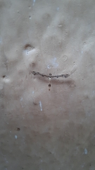 Lantanophaga pusillidactylus