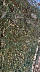 Funastrum heterophyllum