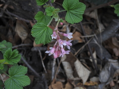 Ribes sanguineum