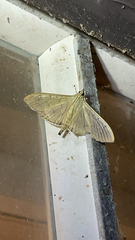 Margaroniini