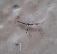 Lantanophaga pusillidactylus