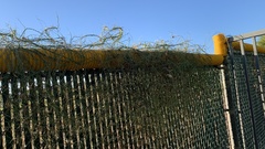 Funastrum heterophyllum