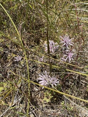 Petrophile linearis