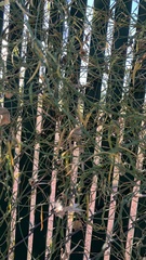 Funastrum heterophyllum