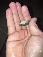 Poecilia latipinna