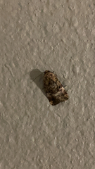 Elaphria chalcedonia