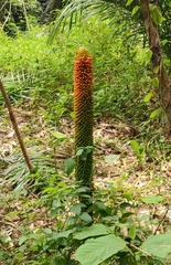 Amorphophallus paeoniifolius