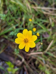 Bidens mitis