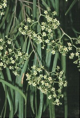 Geijera parviflora