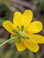 Bidens mitis