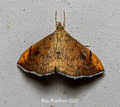 Hyalobathra