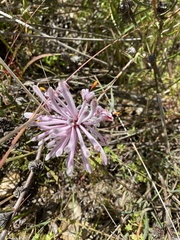 Petrophile linearis