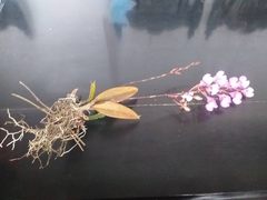 Comparettia macroplectron