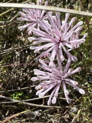 Petrophile linearis