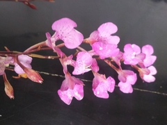 Comparettia macroplectron