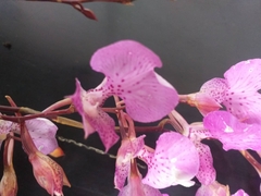 Comparettia macroplectron