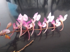 Comparettia macroplectron