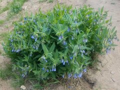 Mertensia