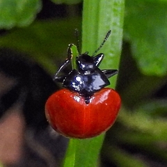 Aegithus rufipennis