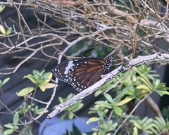 Danaus affinis