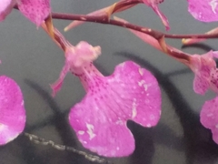 Comparettia macroplectron