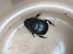 Phanaeus triangularis