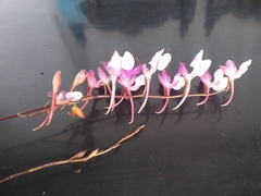 Comparettia macroplectron