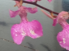 Comparettia macroplectron