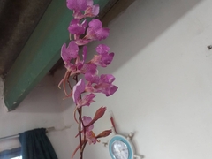 Comparettia macroplectron