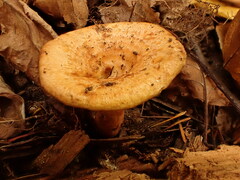 Lactarius thyinos