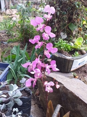 Comparettia macroplectron