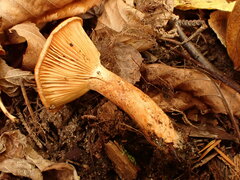 Lactarius thyinos