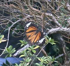 Danaus affinis