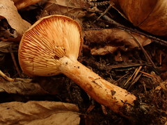 Lactarius thyinos
