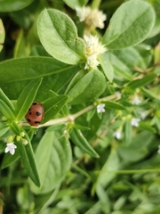 Coccinellidae