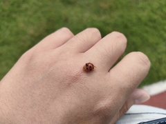 Coccinellidae