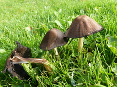 Coprinopsis atramentaria