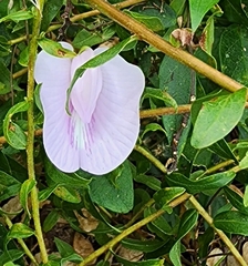 Centrosema arenicola