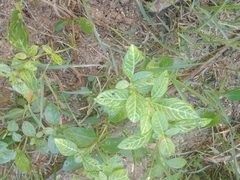 Stachytarpheta jamaicensis